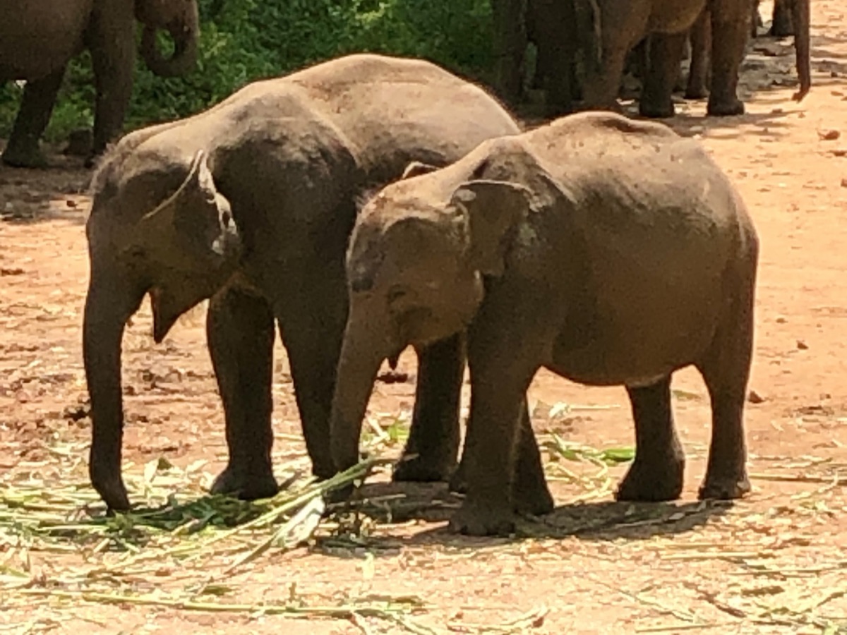 Two young elephants feeding at the Elephant Transit Home, Udawalawe