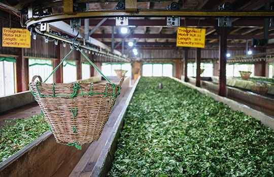 Fresh tea leaves withering on troughs inside Nandana Tea Factory