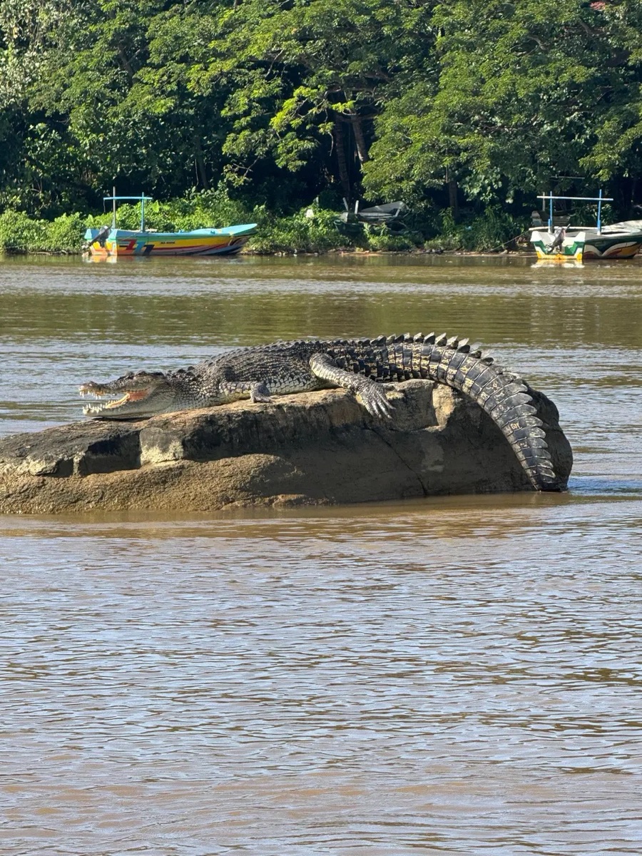 A mugger crocodile resting on a rock in the Nilwala River