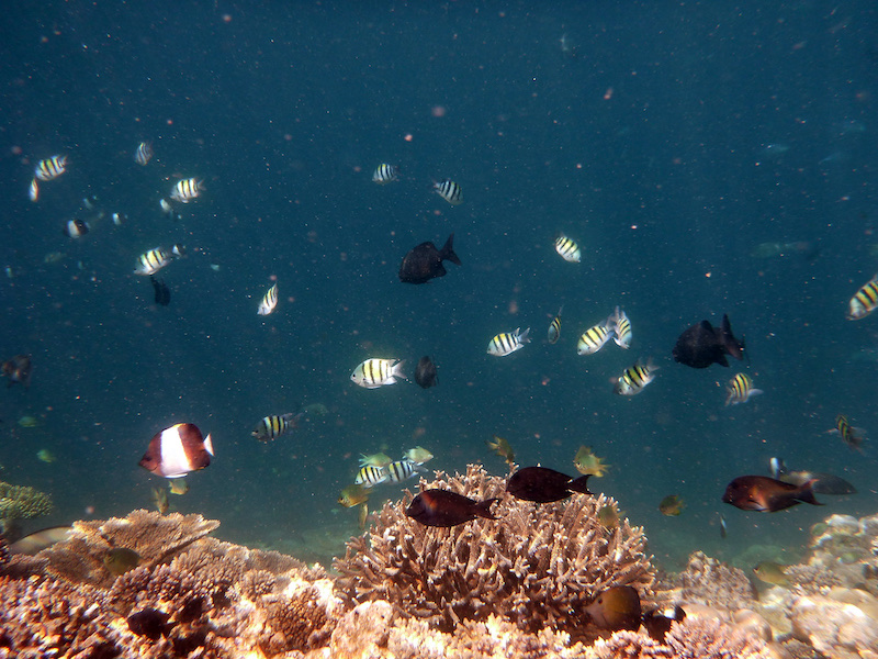 Tropical fish over a coral reef while scuba diving near Mirissa