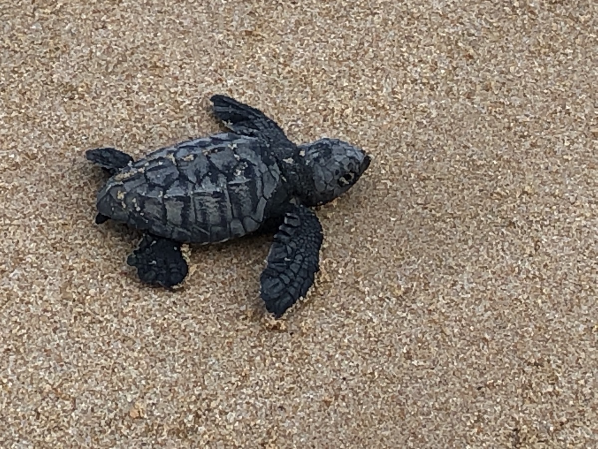 A baby sea turtle crawling across the sand at the Habaraduwa turtle hatchery