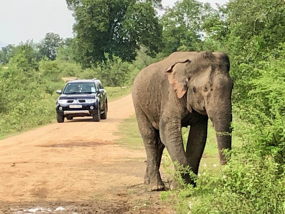 A wild elephant beside the road on safari in Udawalawe National Park