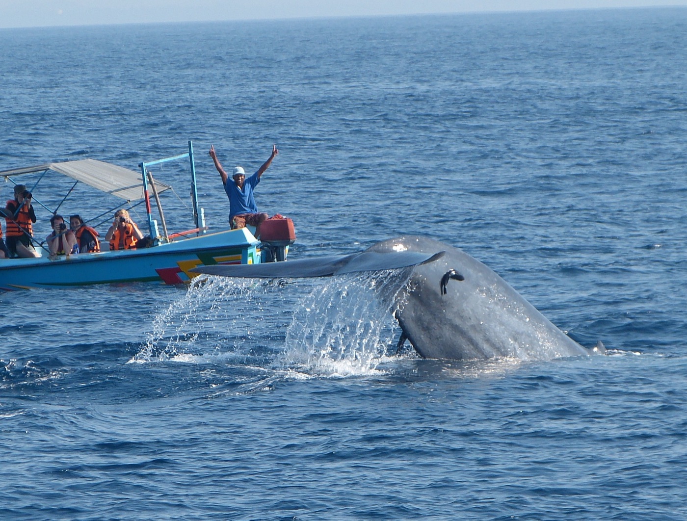 A blue whale's tail rising out of the water beside a whale-watching boat off Mirissa